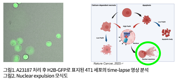 그림1. A23187 처리 후 H2B-GFP로 표지된 4T1 세포의 time-lapse 영상 분석, 그림2. Nuclear expulsion 모식도