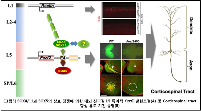 그림 3  SOX4/11과 SOX5의 상호 경재에 의한 대뇌 신피질 L5 특이적 FEZF2 발현조절(A) 및 Corticospinal tract 형성 유도 기전 규명(B)